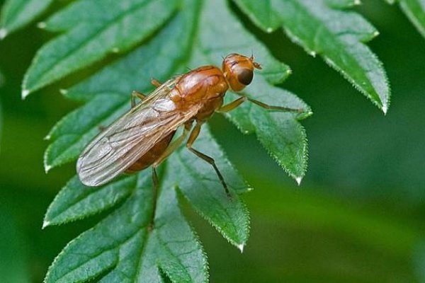 Зеркало kraken krakens16