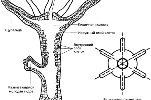 Кракен at сегодня работает ли