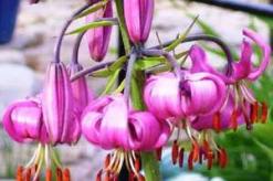 Лилия кудреватая Кудри цветы
